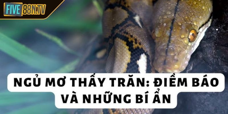 Giấc mơ về trăn và con số may mắn dành cho bạn